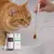 VetyVert - Complément alimentaire vétérinaire - Calme chat 50 mL
