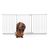 Bettacare Elite Barrière Pour Chien À Pression 188–197 cm Blanc Mat