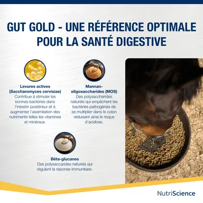 NutriScience poudre Gut Gold