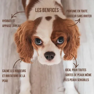 Tails of Glory Parfum Coco pour Chiens, Vegan, Naturel & Cruelty Free