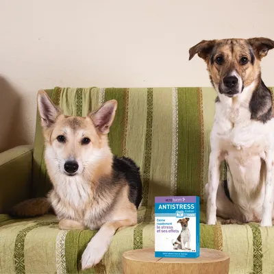 Vétoform Collier Anti-Stress Chien & Chiot - Dès 3 mois