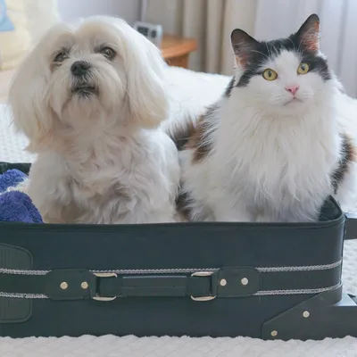 Vétoform Mal des Transports Chien & Chat - x30 comprimés Vétoform Mal des Transports Chien & Chat - x30 comprimés