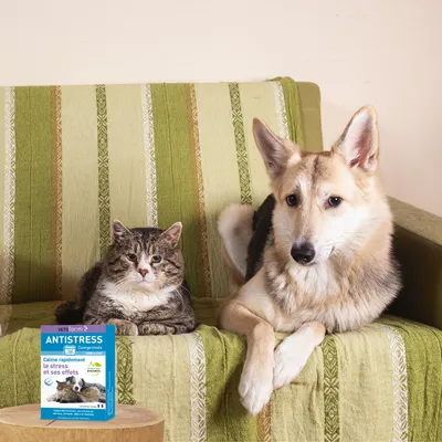 Vétoform Anti-Stress Chien & Chat - aux extraits de plantes - x20 comprimés Vétoform Anti-Stress Chien & Chat - aux extraits de plantes - x20 comprimés