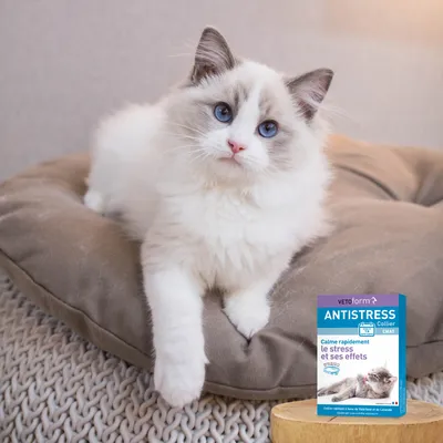 Vétoform Collier Anti-Stress Chat & Chaton