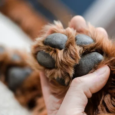 Vétoform Soin Coussinets Chien et Chat - Réparateur et Protecteur - 150ml