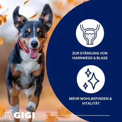 Harn & Blase bei Blasenschwäche oder Inkontinenz Mit Cranberry GIGI VET Harn & Blase bei Blasenschwäche oder Inkontinenz Mit Cranberry GIGI VET