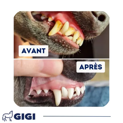 GIGI VET Dentaire Chiens & Chats – Anti-Plaque & Haleine Fraîche