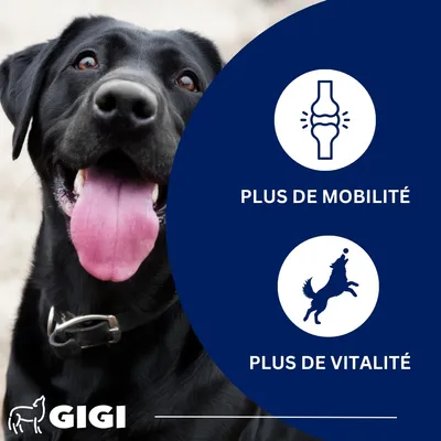 GIGI VET Articulations Chiens – Mobilité & Soutien – MSM & Boswellia