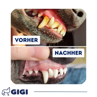 DENTAL CARE gegen Zahnbelag Zahnstein & Mundgeruch GIGI VET DENTAL CARE gegen Zahnbelag Zahnstein & Mundgeruch GIGI VET