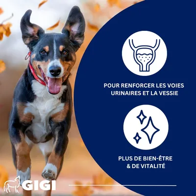 Soutien Vessie & Urinaire Chiens & Chats GIGI VET Soutien Vessie & Urinaire Chiens & Chats GIGI VET