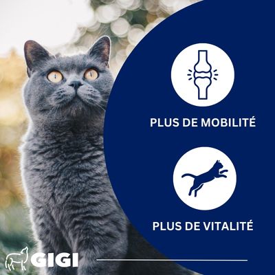 Soutien Articulaire Chats PRO+ GIGI VET