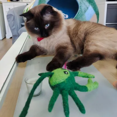 Jouet crabe pour chat en laine feutrée artisanale Grace