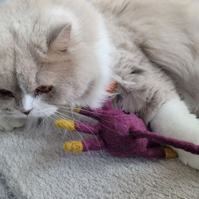 Peluche crabe pour chat en laine feutrée artisanale Griffe