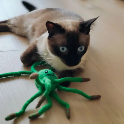 Peluche pieuvre pour chat en laine naturelle Tentac