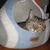 MariGold Niche pour chat en feutre de laine – Wave