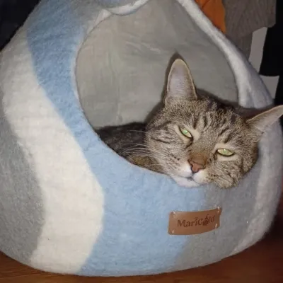 MariGold Niche pour chat en feutre de laine – Wave