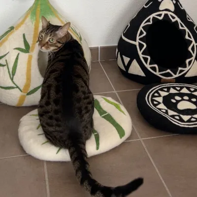 MariGold Coussin pour chat en feutre de laine naturelle Bambou-Grin