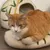 MariGold Coussin pour chat en feutre de laine naturelle Bambou-Grin