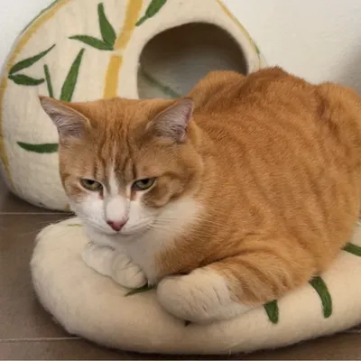 MariGold Coussin pour chat en feutre de laine naturelle Bambou-Grin
