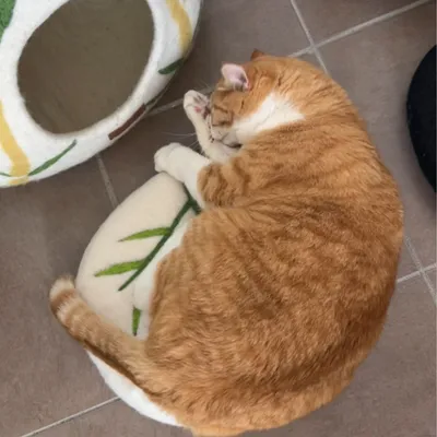 MariGold Coussin pour chat en feutre de laine naturelle Bambou-Grin
