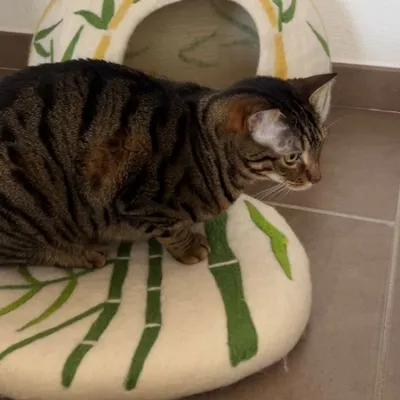 MariGold Coussin pour chat en feutre de laine naturelle Bambou-Grin