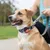 FERRIBIELLA Collier réglable pour chien - Confort et Maintien Sécurisé - T…