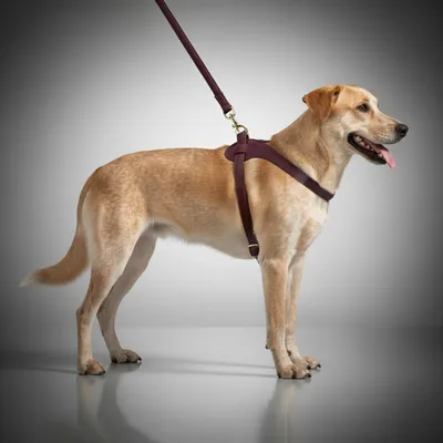 FERRIBIELLA Laisse Chien Cuir Durable Prise Sûre - Bordeaux