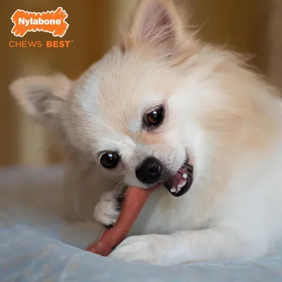 Nylabone - Jouet à mâcher - Dura Chew Nylabone - Jouet à mâcher - Dura Chew