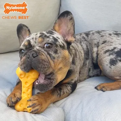 Nylabone - Jouet à mâcher - Dura Chew Nylabone - Jouet à mâcher - Dura Chew