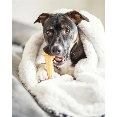 Nylabone - Jouet à mâcher - Extreme Chew Barbell Nylabone - Jouet à mâcher - Extreme Chew Barbell