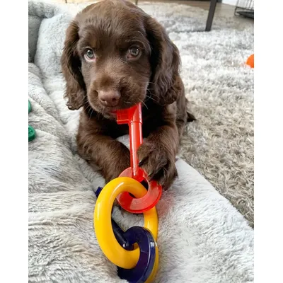Nylabone - Jouet à mâcher - Pour chiots Nylabone - Jouet à mâcher - Pour chiots