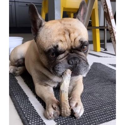 Nylabone - Jouet à mâcher - Antler Alternative