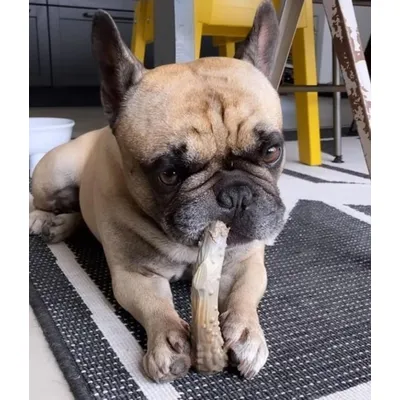 Nylabone - Jouet à mâcher - Antler Alternative Nylabone - Jouet à mâcher - Antler Alternative