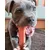 Nylabone - Jouet à mâcher - Jouet durable pour chiens Nylabone - Jouet à mâcher - Jouet durable pour chiens