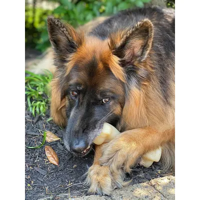 Nylabone - Jouet à mâcher - Pour chiens