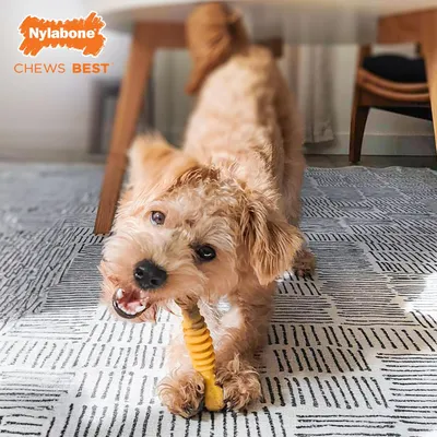 Nylabone - Jouet à mâcher - Durable pour chiens Nylabone - Jouet à mâcher - Durable pour chiens