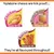 NYLABONE - Jouet à mâcher - Pack 3 saveurs