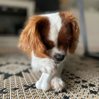 Nylabone - Jouet à mâcher - Dura Chew Poulet