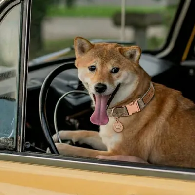 Tails of Glory Ensemble Promenade Chien 3 Pièces