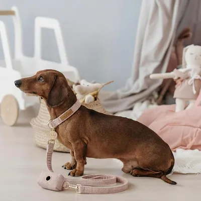 Tails of Glory Ensemble Promenade Chien 3 Pièces