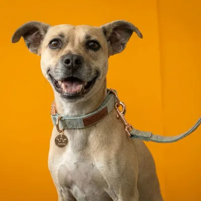 Tails of Glory Ensemble Promenade Chien 3 Pièces