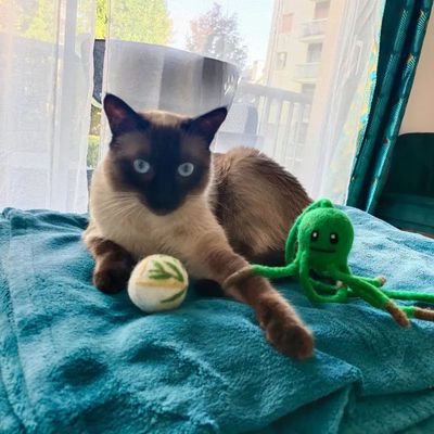 Balle pour chat en laine feutrée naturelle Bambou-Ball