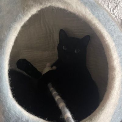 Peluche souris jouet pour chat en laine artisanale Ragon