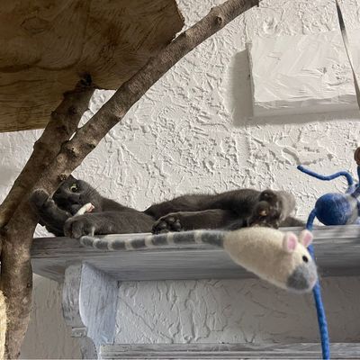 Peluche souris jouet pour chat en laine artisanale Ragon