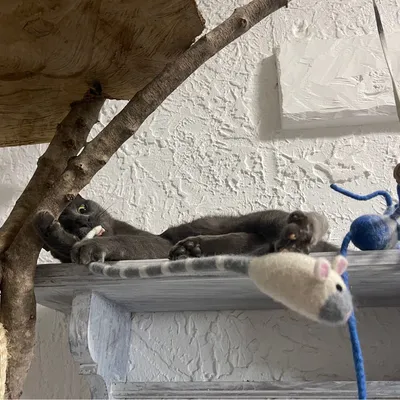 MariGold Peluche souris jouet pour chat en laine artisanale Ragon