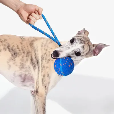CHEERBLE - Balle pour Chien - Wicked Ball Air