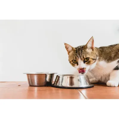 Felichef - Mousse Bio Sans Céréales Saumon Chat Felichef - Mousse Bio Sans Céréales Saumon Chat