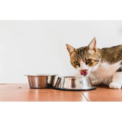 Felichef - Mousse Bio Sans Céréales au Saumon