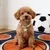 MCBOSON Collier de football pour chats et chiens thème Coupe du Monde MCBOSON Collier de football pour chats et chiens thème Coupe du Monde