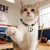 MCBOSON Collier de football pour chats et chiens thème Coupe du Monde MCBOSON Collier de football pour chats et chiens thème Coupe du Monde